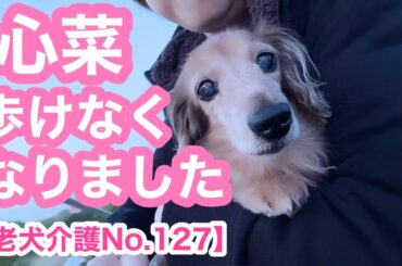 【老犬介護No.127】心菜の病状ご報告