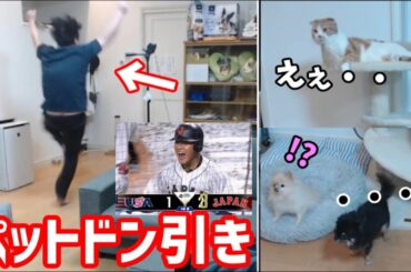 岡本のHRに喜び過ぎてペット達ドン引き【2023/03/22】