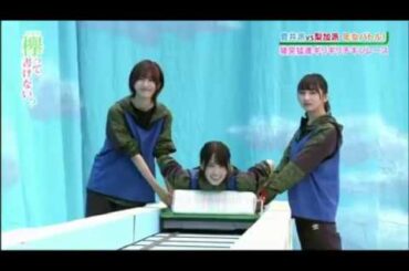 顔面パイを喰らう尾関と菅井様