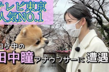 目黒川の桜を見に行ったらテレ東の女子アナ田中瞳がいました