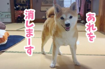 ももが手品を披露します　Momo shows off magic tricks