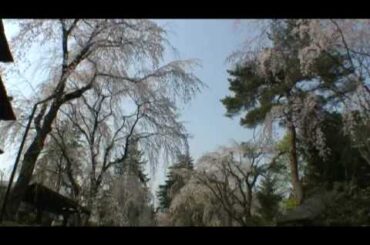 角館（７）　武家屋敷通りのしだれ桜