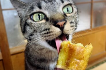 猫も食べる⁉︎さつまいもの魅力に取り憑かれた猫の姿に驚きの声続出　They love sweet potatoes
