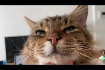 【猫耐久】すーぱーねこたいむ【松井玲奈】