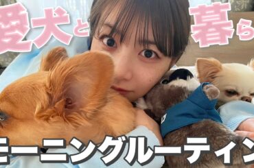 【自宅公開🤍】愛犬と過ごすモーニングルーティン🐶