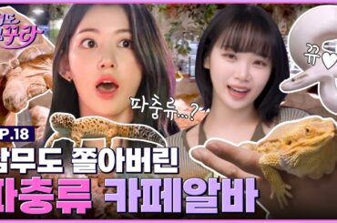 [SUB] 사쿠라X채원 🐢거북이부터 뱀까지🐍 파충류 카페 알바 도전 [겁도 없꾸라] EP.18