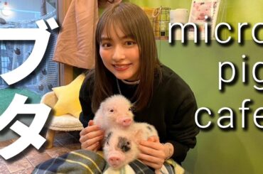 【念願】マイクロブタに癒やされた