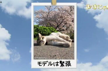 お花見日和　おはにゃん