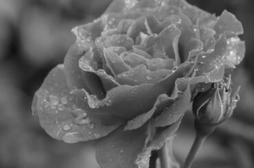 小林麻美　♬雨音はショパンの調べ[HD]