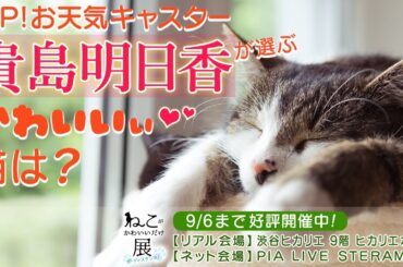 ZIP！お天気キャスター貴島明日香が選ぶ♥かわいい猫は？