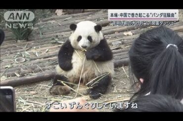 返還されたシャンシャンは今…中国で“パンダブーム”火付け役のアイドルパンダとは　#井澤詩織(2023年4月3日)