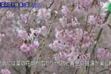 桜と菜の花が競演 益子 小宅古墳群
