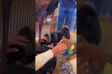 犬に人気なりったん🐶　中山莉子　安本彩花　エビ中