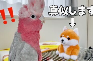 まねっこ豆柴vs会話する天才オウムの衝撃結末‥【モモイロインコ】