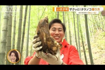 今が旬！絶品「タケノコ」掘り　ポイントは“芽”を探して…大量収穫！【あらいーな】(2023年4月7日)