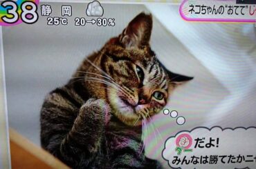 おはにゃん🐱