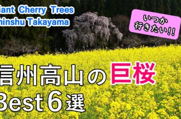 信州高山の巨桜・一本桜ベスト6選 / 水中のしだれ桜・黒部のエドヒガン・坪井のしだれ桜など / Best 6 Giant Cherry Trees in Shinshu Takayama