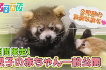 【ひるおび】今しか見られない！横浜・八景島シーパラダイス　レッサーパンダの人工哺育を一般公開