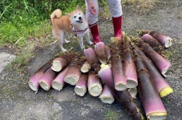 「もも、金魚のフンになる」の巻　Digging up bamboo shoots!