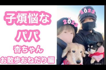 パパ会社遅刻か⁉ 杏（もも）朝のお散歩おねだり大成功🐶！