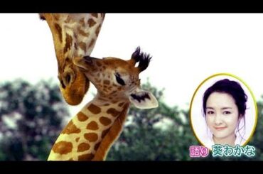 ナレーションは葵わかなに決定！驚きと感動がいっぱい／映画『劇場版 ダーウィンが来た！ アフリカ新伝説』予告編