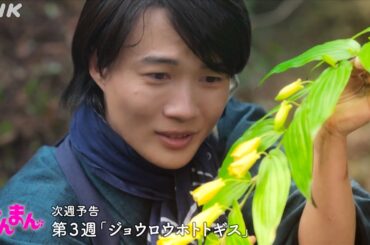 [らんまん] 第3週「ジョウロウホトトギス」次週予告 | 朝ドラ | NHK