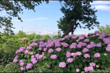 港の見える丘で 小川沙良に出会う♪
