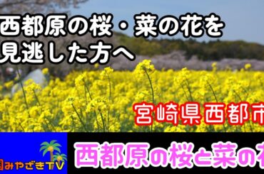 まるで黄色のジュウタン　西都原古墳群の「桜・菜の花」　宮崎県西都市　観光　散歩