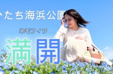 【ネモフィラ満開】ひたち海浜公園
