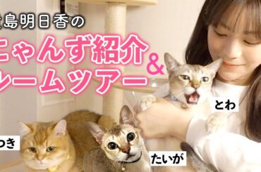 【ルームツアー】貴島家のにゃんず紹介＆ねこ部屋も紹介します