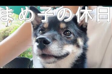 【豆柴】休日密着！ドックランやカフェで過ごす日🐶