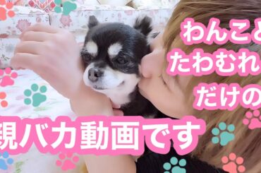 甘えん坊の杏（もも）が寝てるスキに甘える心菜（ここな）昨年秋頃の非公開動画です🐶🐶🐾【老犬介護No.129】