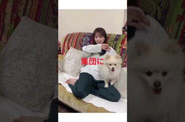 【乃木坂46】与田祐希 集団に襲われる！