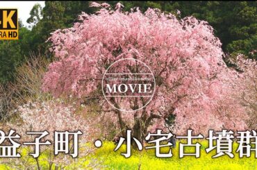 【4K】 益子町　小宅古墳群の桜2021