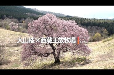 【リモートロケハン】大山桜×西蔵王放牧場／大山桜の群生地「西蔵王放牧場」はこんな所です※放牧場の詳細は概要欄をご覧ください