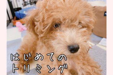 私の家族をご紹介します