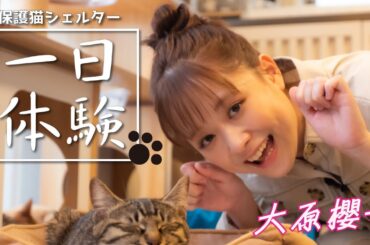 【大原櫻子】「かわいい保護猫」がいっぱい！「保護猫シェルター」で仕事体験