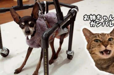 とても嬉しいことがありました。石田ゆり子さんありがとうございます　712話