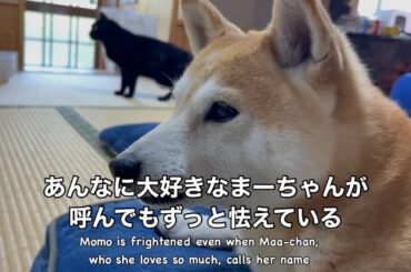 さっきまではしゃいでいたのに震えが止まらないもも　Momo can't stop trembling