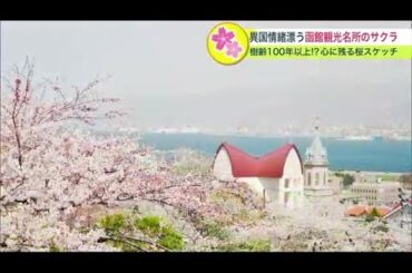 【保存版】函館 満開の桜… 観光名所・教会群から 知る人ぞ知る樹齢100年以上という名木も (23/04/25 20:20)
