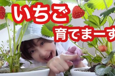 🍓はじめての子育て？！🍓クーミンイチゴ1号（イチゴゥ🤭）