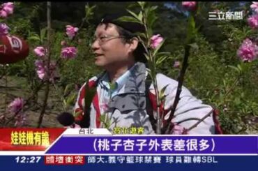 貓空「杏花林」　專家：桃花居多啦！│三立新聞台