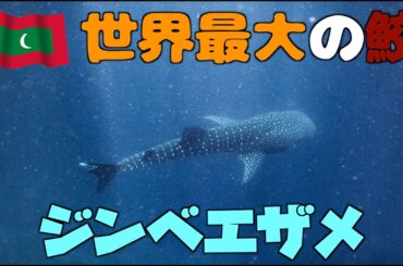 ジンベエザメと初デート♡