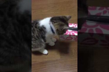 スコティッシュフォールド 薮下柊ちゃん