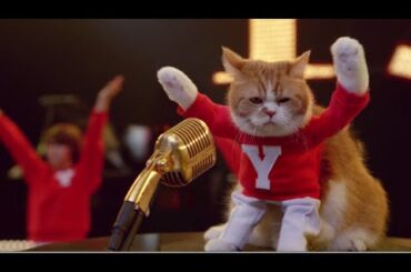 桐谷美玲とふてニャンが踊る！　Y!mobileの新CM「素晴らしいワイモバイル」編（30秒）