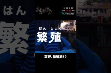 「#シガテラ」【荻野、繁殖期！？ver.】 テレビ東京系 毎週金曜24時12分から放送&TVerで配信中！#醍醐虎汰朗 #関水渚 #長谷川慎 #shorts
