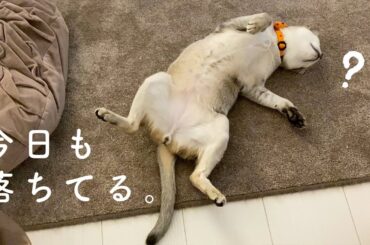 にゃんずがあすかさんちに落ちています #Shorts