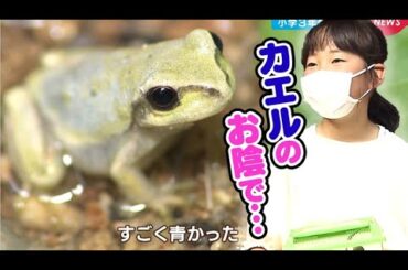 青いアマガエル発見！小3女子に幸せ舞い込んだ
