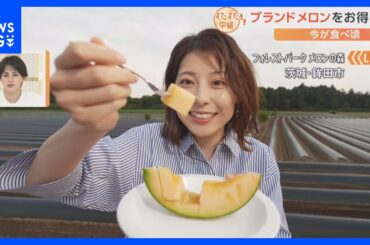 生産量日本一の茨城県でメロン狩り！食べ頃を見分けるのには“葉っぱ”に注目　BBQもメロンスイーツも盛りだくさん！【すたすた中継／Nスタ】｜TBS NEWS DIG