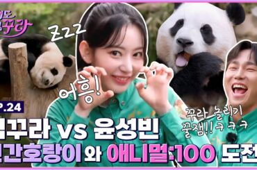 [SUB] 사쿠라X윤성빈! 푸바오, 호랑이, T익스프레스와 함께 애니멀 100 도전! [겁도 없꾸라] EP.24